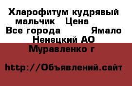 Хларофитум кудрявый мальчик › Цена ­ 30 - Все города  »    . Ямало-Ненецкий АО,Муравленко г.